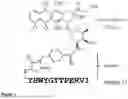 Fig. 02 - EGFR TARGETING PEPTIDE CONJUGATE
