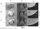Fig. 05 - SELF-PIERCING RIVETING WITH BARRIER LAYER