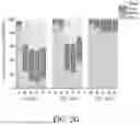 Fig. 07 - ANTIMICROBIAL PEPTIDES AND METHOD OF PREVENTING OR TREATING INFECTION BY USING THE SAME