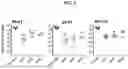 Fig. 07 - ANTI-CfaE ANTIBODIES AND METHODS OF USE