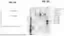 Fig. 08 - ANTI-CfaE ANTIBODIES AND METHODS OF USE