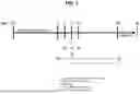 Fig. 09 - ANTI-CfaE ANTIBODIES AND METHODS OF USE