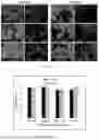 Fig. 07 - End-to-End Platform for Human Pluripotent Stem Cell Manufacturing
