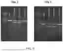 Fig. 09 - ENGINEERED MEGANUCLEASES SPECIFIC FOR RECOGNITION SEQUENCES IN THE PCSK9 GENE