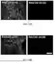 Fig. 22 - ENGINEERED MEGANUCLEASES SPECIFIC FOR RECOGNITION SEQUENCES IN THE PCSK9 GENE