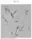 Fig. 02 - KERATINASE COMPOSITION