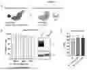 Fig. 02 - ENHANCING EFFICIENCY OF TARGETED GENE KNOCKIN BY BASE EDITORS