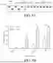 Fig. 10 - COUPLING ENDONUCLEASES WITH END-PROCESSING ENZYMES DRIVES HIGH EFFICIENCY GENE DISRUPTION