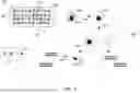 Fig. 08 - METHODS AND SYSTEMS FOR ENGINEERING ANTIBODIES, AND ANTIGEN-BINDING FRAGMENTS THEREOF, TO HAVE ALTERED CHARACTERISTICS