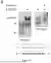 Fig. 17 - ISOLATED DOUBLE STRANDED DNA POLYNUCLEOTIDE