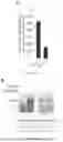 Fig. 18 - ISOLATED DOUBLE STRANDED DNA POLYNUCLEOTIDE