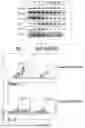 Fig. 04 - APPLICATION OF VEGFR GENE EXPRESSION INHIBITOR IN PREPARING PREPARATION OR AS PREPARATION FOR TREATING PSORIASIS
