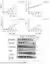 Fig. 15 - APPLICATION OF VEGFR GENE EXPRESSION INHIBITOR IN PREPARING PREPARATION OR AS PREPARATION FOR TREATING PSORIASIS