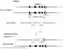 Fig. 02 - VECTORS, GENETICALLY MODIFIED CELLS, AND GENETICALLY MODIFIED NON-HUMAN ANIMALS COMPRISING THE SAME