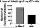 Fig. 01 - N-ACRYLOYLINDOLES AND METHODS OF USE