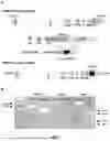 Fig. 02 - DOWN-REGULATION OF ENDOGENOUS GENES