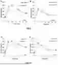 Fig. 07 - DOWN-REGULATION OF ENDOGENOUS GENES