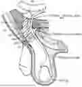Fig. 01 - METHOD AND PROSTHESIS FOR PERCUTANEOUS HERNIA REPAIR