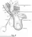 Fig. 03 - METHOD AND PROSTHESIS FOR PERCUTANEOUS HERNIA REPAIR