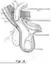 Fig. 05 - METHOD AND PROSTHESIS FOR PERCUTANEOUS HERNIA REPAIR
