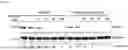 Fig. 06 - PHARMACEUTICAL COMPOSITION FOR ENHANCING ANTICANCER EFFECT OF PROTAC, INCLUDING IU1-SERIES UBIQUITIN-SPECIFIC PROTEASE 14 INHIBITOR AS ACTIVE INGREDIENT