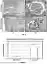Fig. 02 - ISOLATED RENAL CELLS AND USES THEREOF