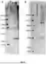 Fig. 07 - NUCLEIC ACID VACCINES