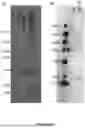 Fig. 08 - NUCLEIC ACID VACCINES
