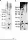 Fig. 09 - NUCLEIC ACID VACCINES