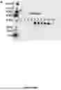Fig. 22 - NUCLEIC ACID VACCINES
