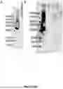 Fig. 35 - NUCLEIC ACID VACCINES
