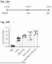 Fig. 32 - SOLE USE OF POLYMERSOME ASSOCIATED ADJUVANT FOR STIMULATING AN IMMUNE RESPONSE