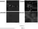 Fig. 03 - RNA-TARGETING COMPOSITIONS AND METHODS FOR TREATING MYOTONIC DYSTROPHY TYPE 1