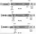 Fig. 05 - RNA-TARGETING COMPOSITIONS AND METHODS FOR TREATING MYOTONIC DYSTROPHY TYPE 1