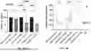 Fig. 12 - RNA-TARGETING COMPOSITIONS AND METHODS FOR TREATING MYOTONIC DYSTROPHY TYPE 1