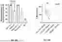 Fig. 13 - RNA-TARGETING COMPOSITIONS AND METHODS FOR TREATING MYOTONIC DYSTROPHY TYPE 1
