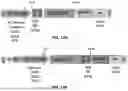 Fig. 17 - RNA-TARGETING COMPOSITIONS AND METHODS FOR TREATING MYOTONIC DYSTROPHY TYPE 1
