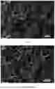 Fig. 06 - HYDROGEL FOR CELL-LADEN BIOPRINTING, BIOINK, AND PREPARATION METHOD AND APPLICATION THEREOF