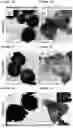 Fig. 06 - METAL NANOSTRUCTURE PREPARATION METHOD USING GALVANIC REPLACEMENT REACTION, AND METAL NANOSTRUCTURE PREPARED THEREBY
