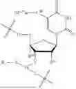 Fig. 167 - OLIGONUCLEOTIDE COMPOSITIONS AND METHODS OF USE THEREOF