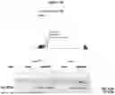 Fig. 07 - APOLIPOPROTEIN B (APOB) POLYPEPTIDES FOR BLOCKING ENDOTHELIAL CELL UPTAKE OF APOLIPOPROTEIN B-CONTAINING LIPOPROTEINS