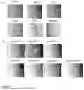 Fig. 02 - CELL ATTACHMENT MATERIALS, DEVICES AND USES THEREOF