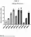Fig. 02 - COMPOSITIONS AND METHODS FOR CLL1 MODIFICATION
