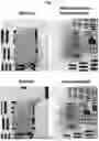 Fig. 02 - METHOD FOR OPTICALLY CLEARING A TISSUE SAMPLE USING AN EMBEDDING MEDIUM