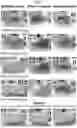 Fig. 03 - METHOD FOR OPTICALLY CLEARING A TISSUE SAMPLE USING AN EMBEDDING MEDIUM