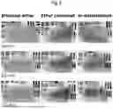 Fig. 04 - METHOD FOR OPTICALLY CLEARING A TISSUE SAMPLE USING AN EMBEDDING MEDIUM