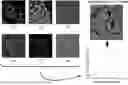 Fig. 01 - DIGITAL SYNTHESIS OF HISTOLOGICAL STAINS USING MULTIPLEXED IMMUNOFLUORESCENCE IMAGING