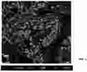 Fig. 04 - DIGITAL SYNTHESIS OF HISTOLOGICAL STAINS USING MULTIPLEXED IMMUNOFLUORESCENCE IMAGING
