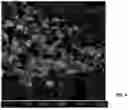 Fig. 05 - DIGITAL SYNTHESIS OF HISTOLOGICAL STAINS USING MULTIPLEXED IMMUNOFLUORESCENCE IMAGING