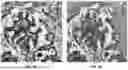 Fig. 08 - DIGITAL SYNTHESIS OF HISTOLOGICAL STAINS USING MULTIPLEXED IMMUNOFLUORESCENCE IMAGING